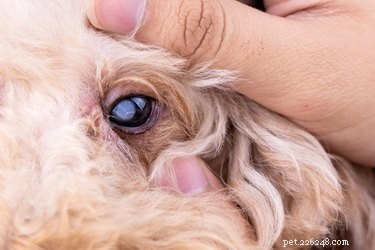 Do Dogs Need Glasses? Spotting Vision Issues in Your Pet