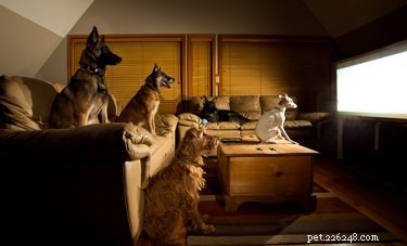 Does Screen Time Affect Your Dog? What You Need to Know