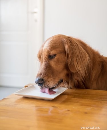 Sharing Plates with Your Dog: Safe or Risky? Expert Guide