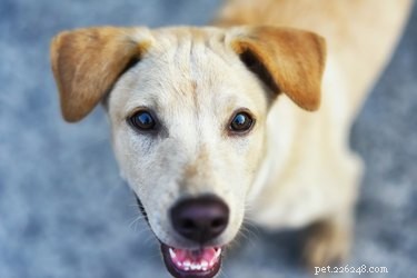 Do Dogs Experience Panic Attacks? Signs & How to Help
