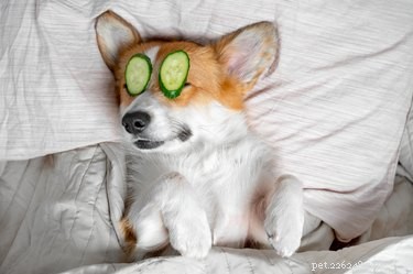 Effective Dog Spa Treatments: Which Ones Deliver Real Benefits?