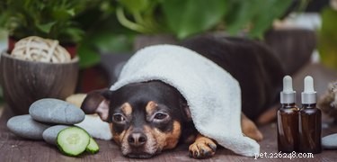 Effective Dog Spa Treatments: Which Ones Deliver Real Benefits?