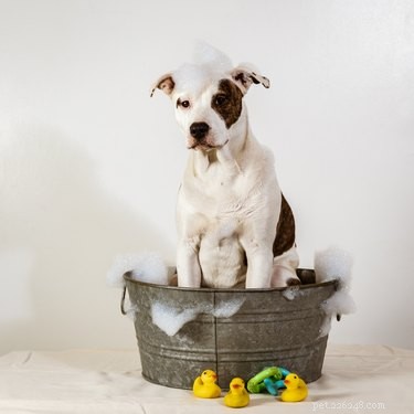 Is Dr. Bronner’s Soap Safe for Dogs? Get the Facts