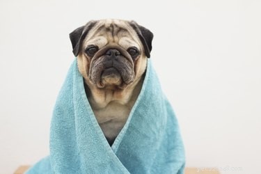 Is Dr. Bronner’s Soap Safe for Dogs? Get the Facts