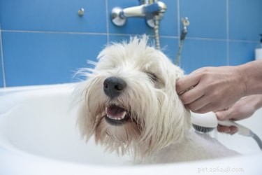 Is Dr. Bronner’s Soap Safe for Dogs? Get the Facts