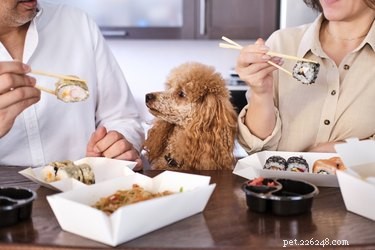 Is Sushi Safe for Dogs? A Guide for Pet Owners