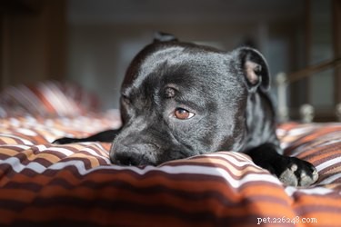 Is Nutmeg Safe for Dogs? Understanding the Risks and Guidelines