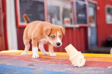 Is Ice Cream Safe for Dogs? What You Need to Know
