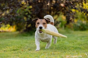 Are Plant‑Based Meats Safe for Dogs? A Veterinarian’s Guide