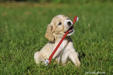 7 Surprising Insights Into Your Dog’s Dental Health