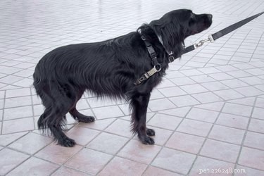 The Essential Role of Dog Tails: Why Every Canine Needs One