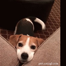 The Essential Role of Dog Tails: Why Every Canine Needs One