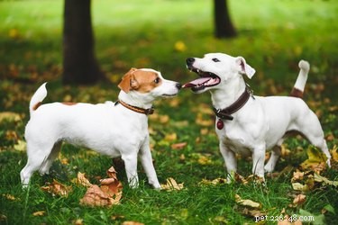 The Essential Role of Dog Tails: Why Every Canine Needs One