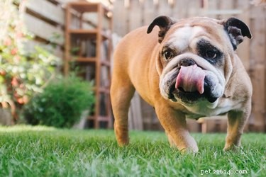 What to Do If Your Dog Swallows a Spider: Vet-Approved Steps