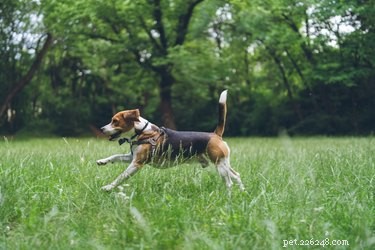 What to Do If Your Dog Swallows a Spider: Vet-Approved Steps