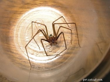 What to Do If Your Dog Swallows a Spider: Vet-Approved Steps