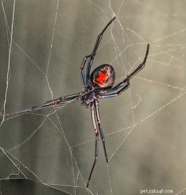 What to Do If Your Dog Swallows a Spider: Vet-Approved Steps