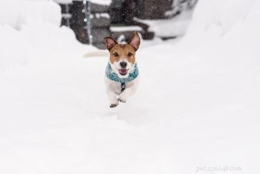 Is Snow Safe for Dogs? Expert Insights & Safety Tips