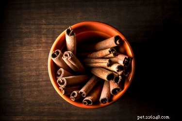 Is Cinnamon Safe for Dogs? A Veterinarian’s Guide