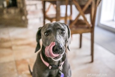 Is Cinnamon Safe for Dogs? A Veterinarian’s Guide