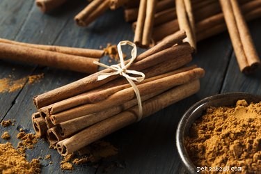 Is Cinnamon Safe for Dogs? A Veterinarian’s Guide