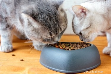 Key Differences Between Dog Food and Cat Food: What You Need to Know