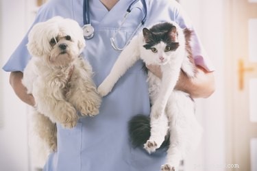 Do Dogs Benefit From Probiotics? A Guide for Pet Owners