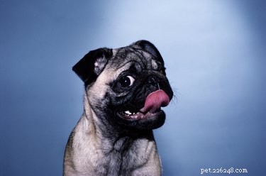 How to Handle Your Dog Eating Chapstick: Quick Steps & Safety Tips