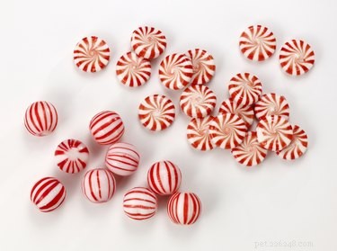 Is Peppermint Safe for Dogs? A Comprehensive Guide