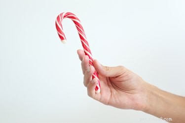 Is Peppermint Safe for Dogs? A Comprehensive Guide