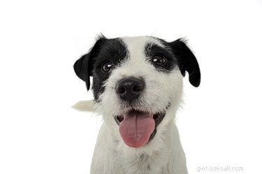 Are Dog Mouths Cleaner Than Human Mouths? The Facts Explained