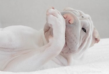 Are Dog Mouths Cleaner Than Human Mouths? The Facts Explained