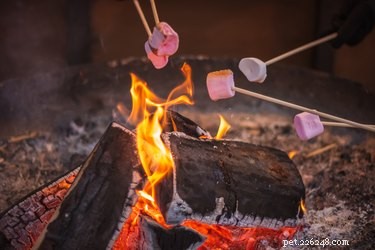 Are Marshmallows Safe for Dogs? A Guide to Pet-Friendly Treats