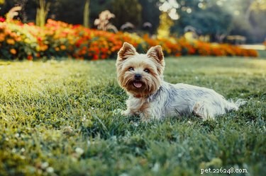 Immediate Steps to Take If Your Dog Ingests Fertilizer