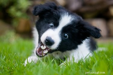 Immediate Steps to Take If Your Dog Ingests Fertilizer
