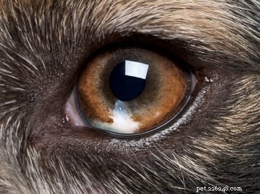 Why Does My Dog Have Eye Discharge? Understanding Causes & Care