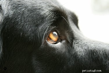 Why Does My Dog Have Eye Discharge? Understanding Causes & Care