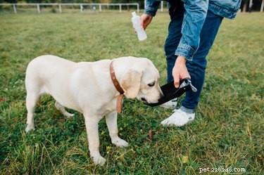Healthy Hydration for Dogs: Safe Drinks Beyond Water