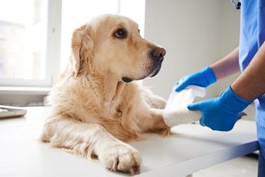 How to Handle a Dog s Cut: Quick First Aid Steps