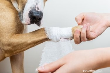 How to Handle a Dog s Cut: Quick First Aid Steps