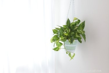 Are Philodendrons Safe for Cats & Dogs? Vet-Approved Toxicity Guide