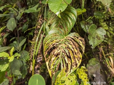 Are Philodendrons Safe for Cats & Dogs? Vet-Approved Toxicity Guide