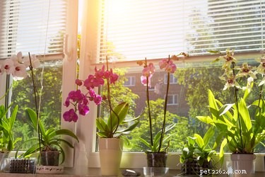 Are Orchids Safe for Cats and Dogs? Pet-Friendly Guide