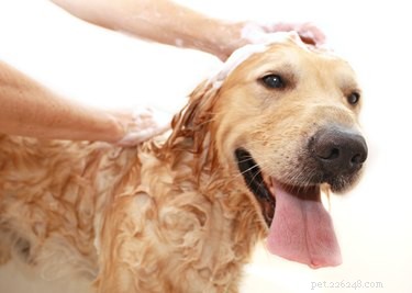 Dog vs Human Shampoo: Why Pet Owners Must Choose the Right Product