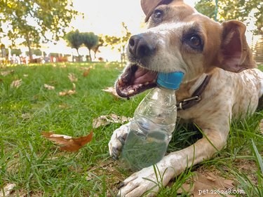 Immediate Steps to Take When Your Dog Swallows a Dangerous Object