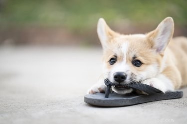 Immediate Steps to Take When Your Dog Swallows a Dangerous Object