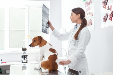 Immediate Steps to Take When Your Dog Swallows a Dangerous Object
