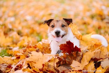 Are Leaf Piles Safe for Dogs? Health Tips & Precautions