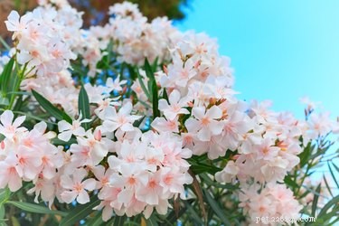 Are Cats and Dogs Safe Around Oleander? Understanding the Risks