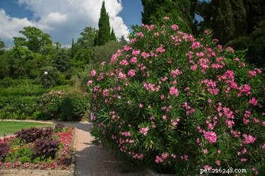 Are Cats and Dogs Safe Around Oleander? Understanding the Risks